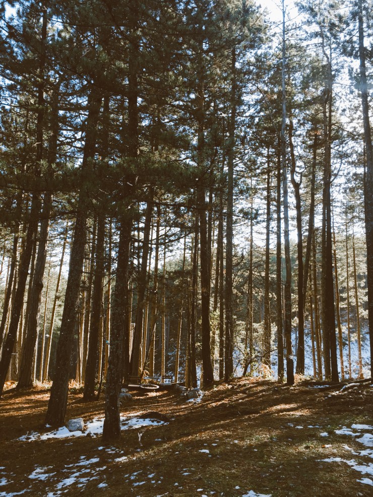 D2B49DD3-26E8-41D7-87E7-BFE0EA26E03C